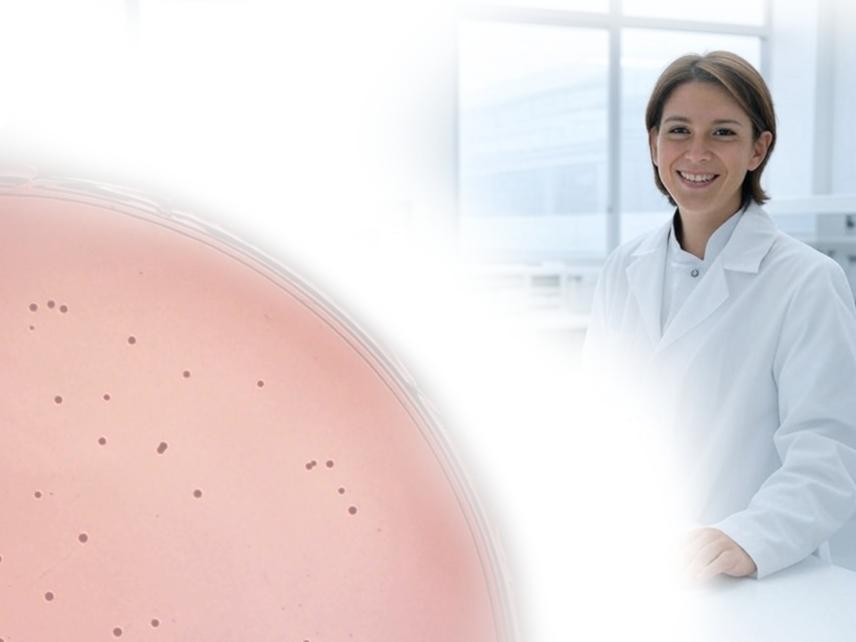Happy IncuCount using scientist in a white coat standing next to a large petri dish with MacConkey agar and e.coli colonies.
